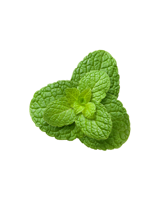 Menta