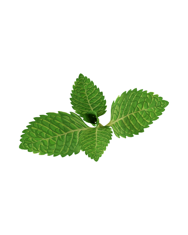 Menta Inferior